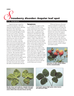 A3682 Angular Leaf Spot - Wisconsin Fruit