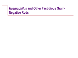 Haemophilus and other Fastidious Gram