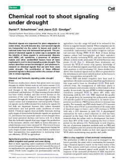 Chemical root to shoot signaling under drought