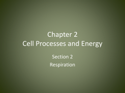 Chapter 2 Cell Processes and Energy