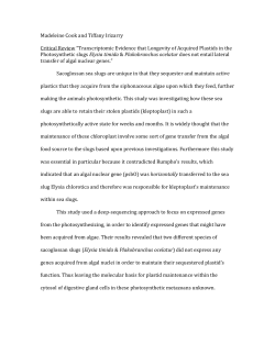 Critical Review of Wagele