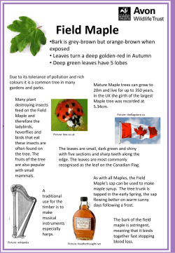 Field Maple - Karen Jeffreys