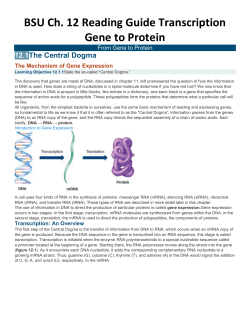 BSU Ch 12 Reading Guide Gene to Protein