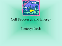 Cell Processes and Energy