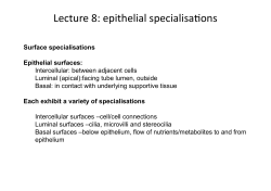 Lecture 8: epithelial specialisa ons