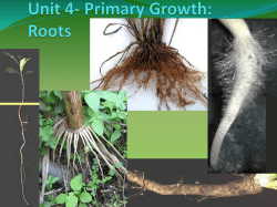 Roots - Quia