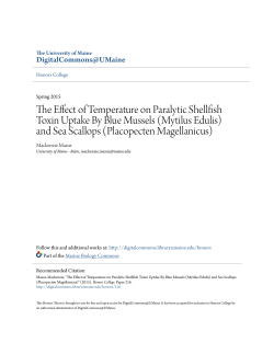 The Effect of Temperature on Paralytic Shellfish Toxin Uptake By