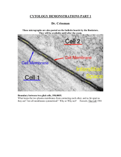 cytology demonstrations