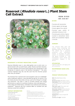 Roseroot (Rhodiola rosea L.) Plant Stem - In