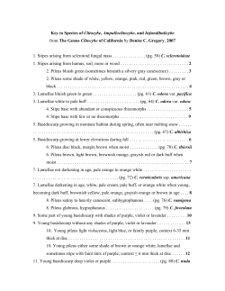 key to species of clitocybe, ampuloclitocybe, and