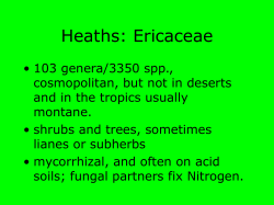 11-Nov-03 lecture (Ericaceae)