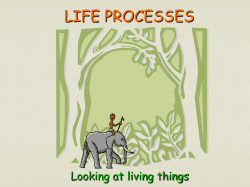 life processes - mrphelloscience