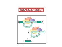 lecture-11-rna-processing