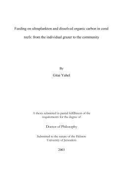 Feeding on ultraplankton and dissolved organic carbon in coral reefs