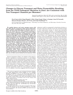 Changes in Glucose Transport and Water Permeability Resulting