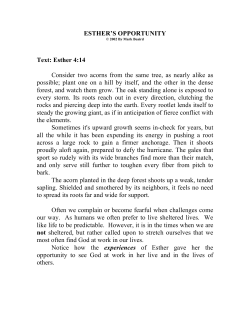 ESTHER`S OPPORTUNITY Text: Esther 4:14 Consider two acorns