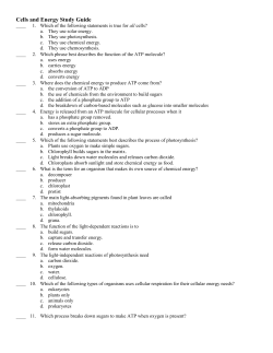 Cells and Energy Study Guide