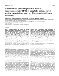 Nuclear efflux of heterogeneous nuclear ribonucleoprotein C1/C2 in