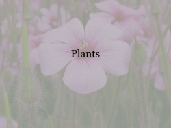 Plants - myteacherpages.com