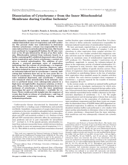 Dissociation of Cytochrome c from the Inner Mitochondrial
