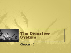 The Digestive System