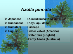 Azolla pinnata