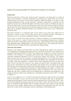 Improved assay procedure for budworm resistance in chickpea