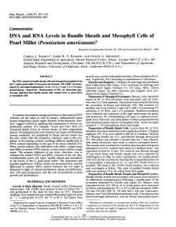 DNA and RNA Levels in Bundle Sheath and Mesophyll Cells of