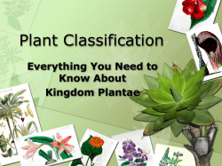 Plant Classification