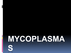 mycoplasma pneumoniae