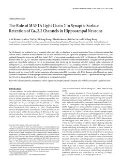 The Role of MAP1A Light Chain 2 in Synaptic Surface Retention of