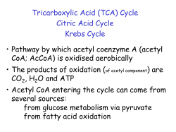 BIO1019 Lecture 16