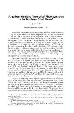 Sugarbeet Yield and Theoretical Photosynthesis in the Northern