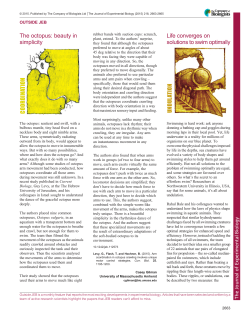 The octopus: beauty in simplicity