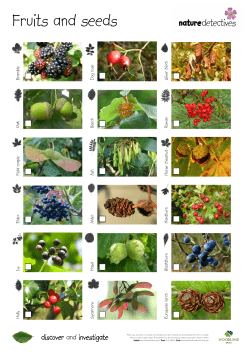 Fruits and seeds - The Great Trossachs Forest