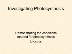 Investigating Photosynthesis