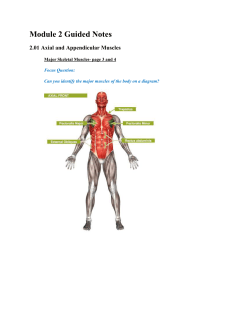 2.02 Skeletal Muscles