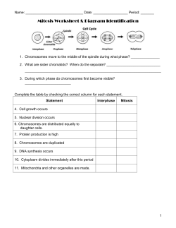 Mitosis Worksheet