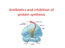Antibiotics and inhibition of protein synthesis