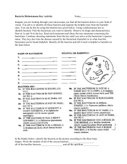 Bacteria Dichotomous Key Activity