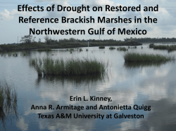 Effects of Drought on Restored and Reference Brackish Marshes in