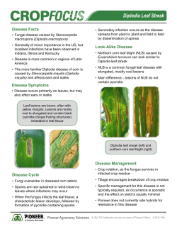 Diplodia Leaf Streak - Pioneer Hi-Bred