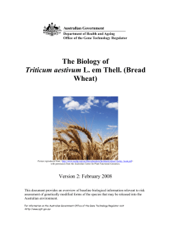 The Biology of Triticum aestivum L. em Thell (Bread Wheat)