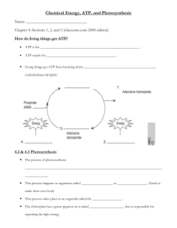 Chemical Energy, ATP, and Photosynthesis