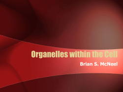 Organelles within the Cell