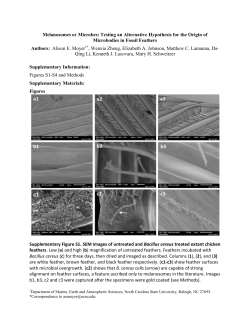 Melanosomes or Microbes: Testing an Alternative Hypothesis for the