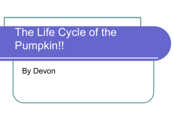 The life cycle of the pumpkin!!