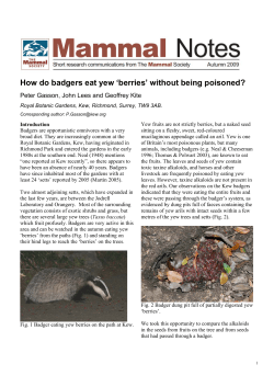 How do badgers eat yew `berries` without being poisoned?