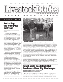 Small-scale Seedstock Bull Producers Have Big Challenges
