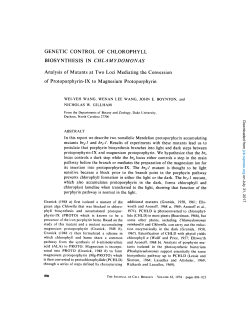 GENETIC CONTROL OF CHLOROPHYLL BIOSYNTHESIS IN